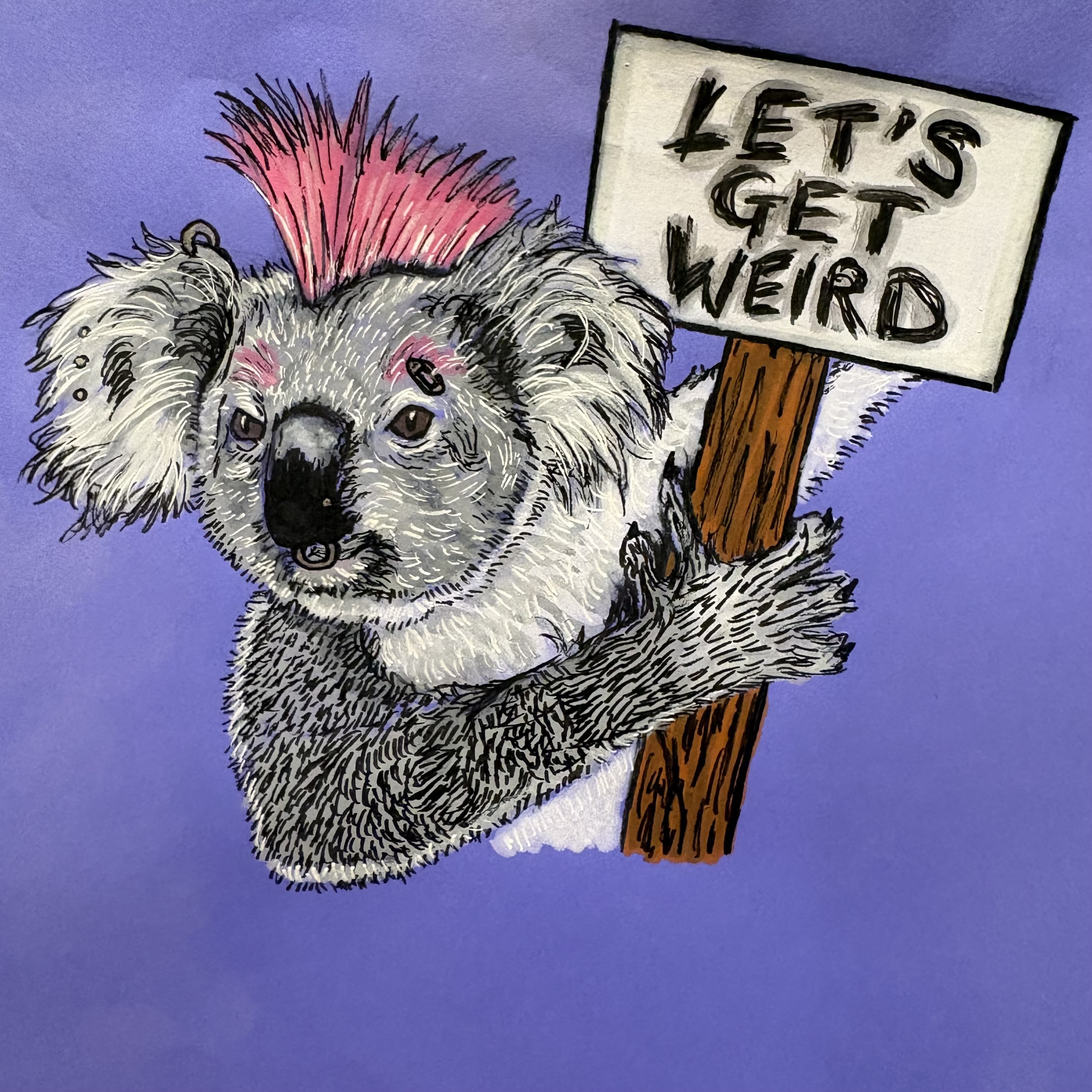 A mixed media illustration of a punk-looking koala bear. The punk koala has a pink mohawk hairstyle, piercings in their nose, eyebrow, and left ear. They are holding on to a wooden sign that says Let's Get Weird. The drawing is against a purple background and was created with acrylic paint and ink.